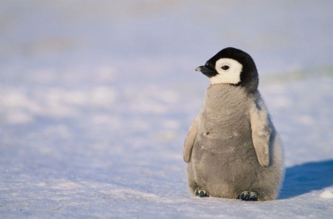 penguin